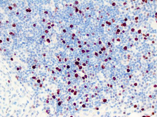  Ki67 Ki-67 immunohistochemistry feline cat tissue 