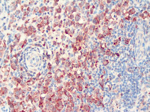   Placental Alkaline Phosphatase - PLAP  dog - canine tissue  ABC-peroxidase complex, immunohistochemistry 